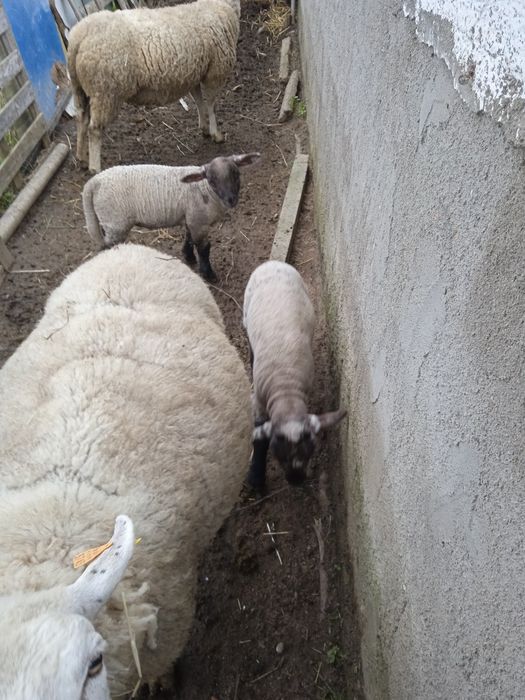 Vendo duas ovelhas e 4 borregos