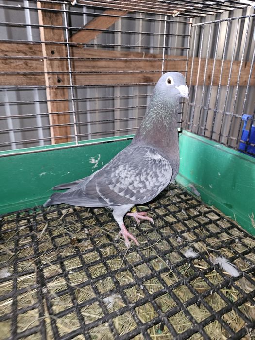 Sprzedam gołębie