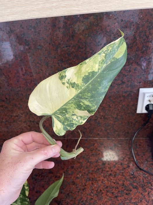 Philodendron domesticum