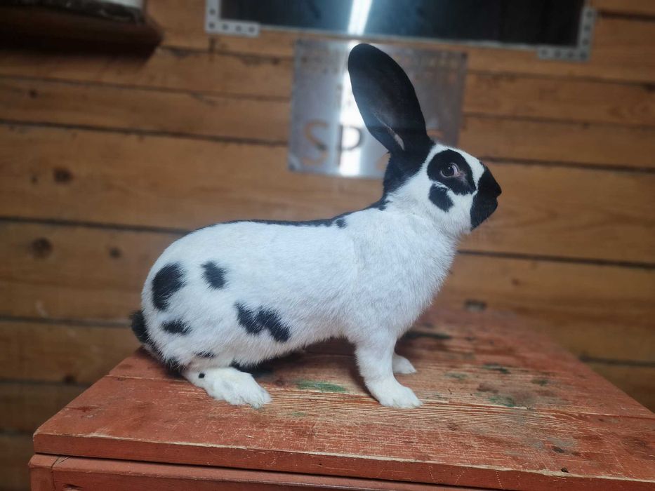 królik olbrzym srokacz osc 1.0 samiec rodowód