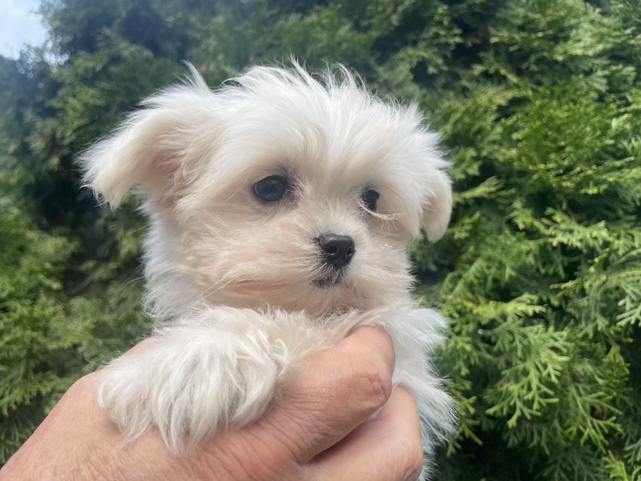 Maltanczyk suczka mini mini