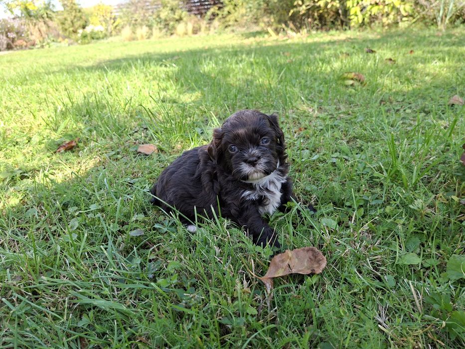 Shih-tzu piesek czekoladowy