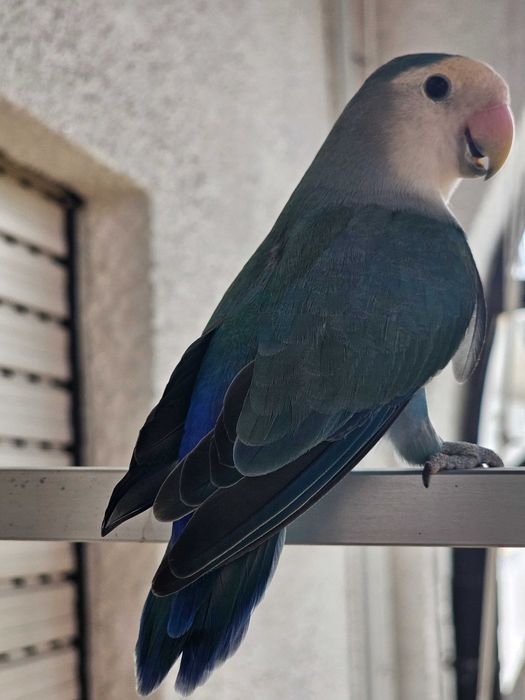 4 Agapórnis + gaiola