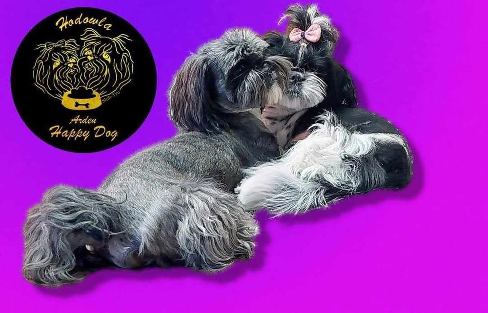 Szczenię Shih tzu piesek z genem blue