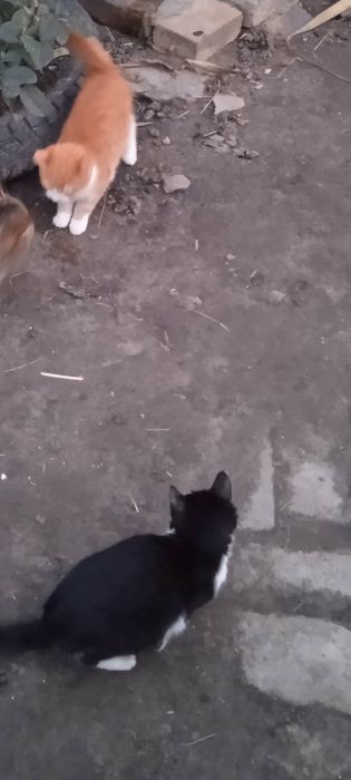 Подарую Кошенят руде і чорне з білим