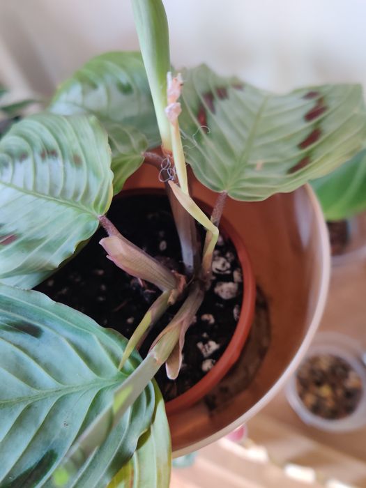 Maranta black planta rara