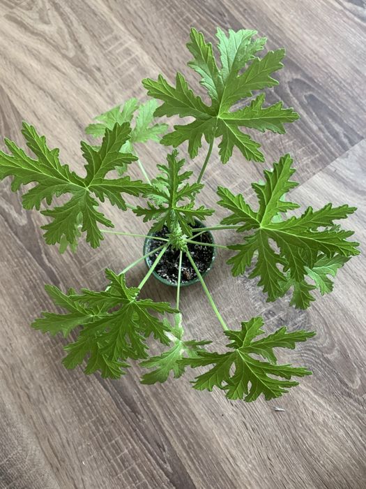 Geranium zwane anginka