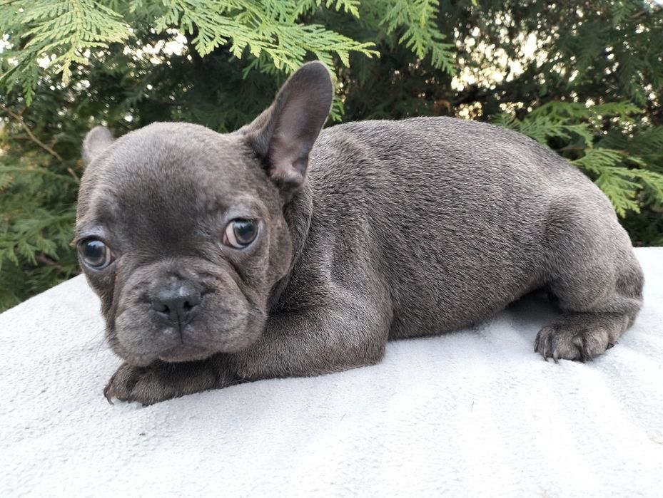 Szczeniak Buldog Francuski Blue