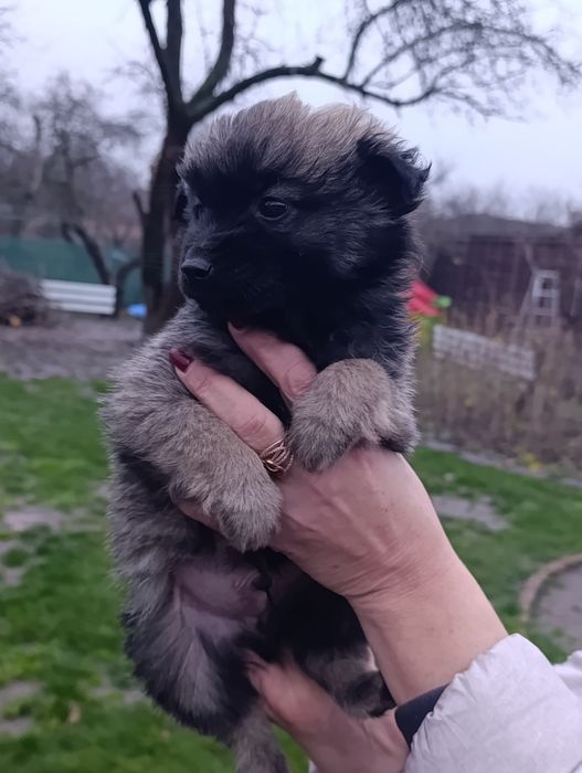 Цуценята метис в хороші руки