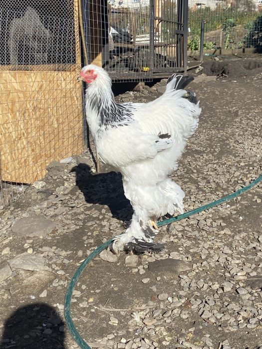 Півні світла брама 5 міс