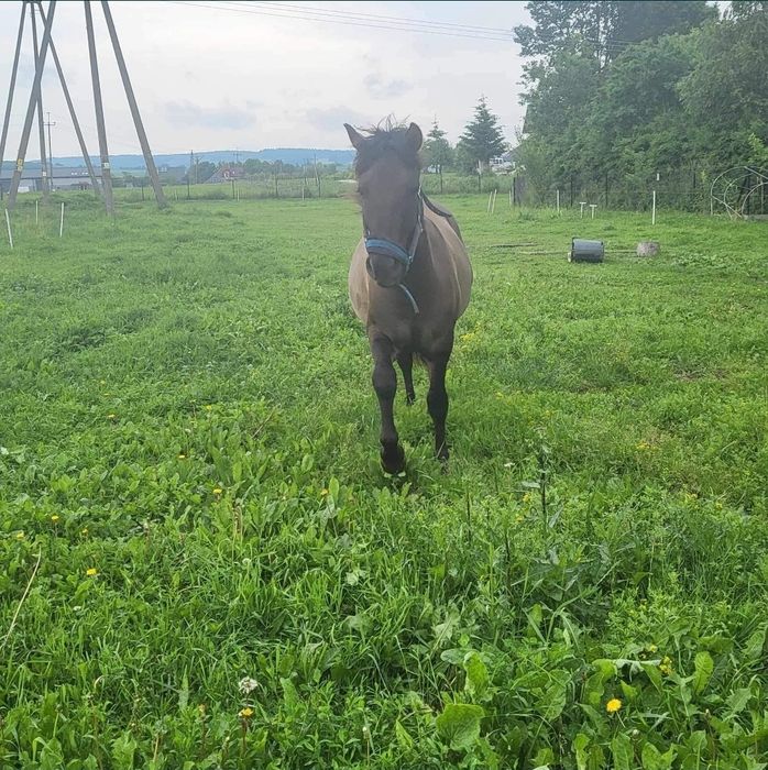 Pilnie! Sprzedam młodego wałacha