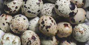 яйце курей, перепілки, качок, гусей, індиків