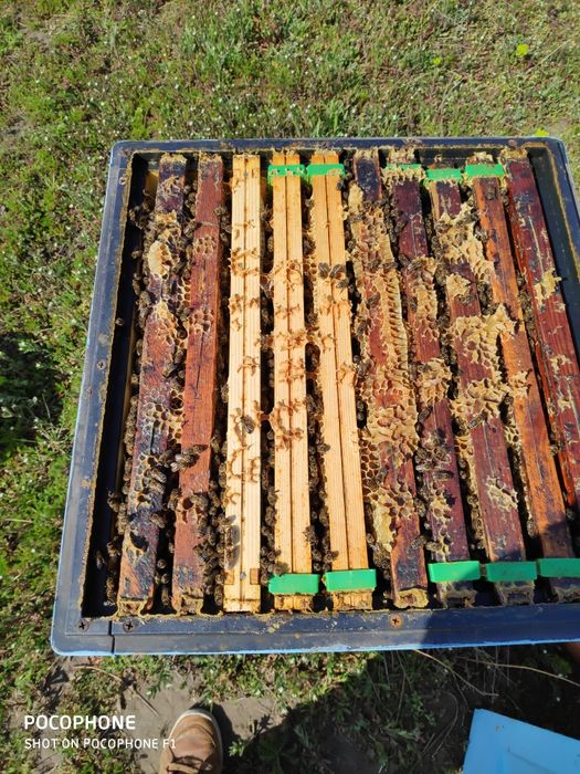 Odkłady pszczele/rodziny