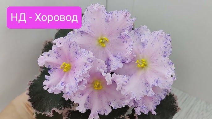 Фіалка,сенполія,фиалка