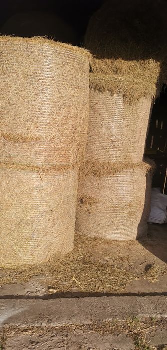 Siano dla koni, 1 pokos