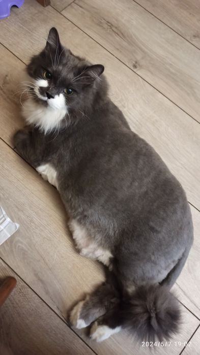 Передержка животных