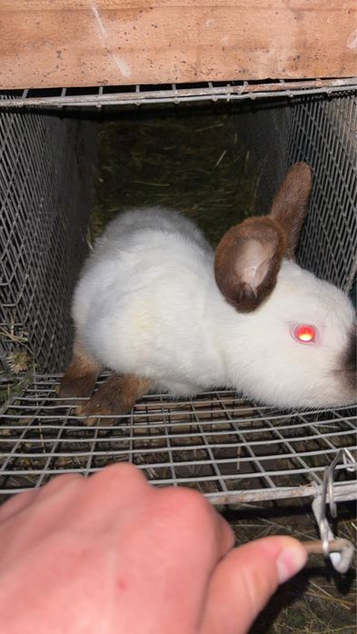 Kroliki kalifornijskie