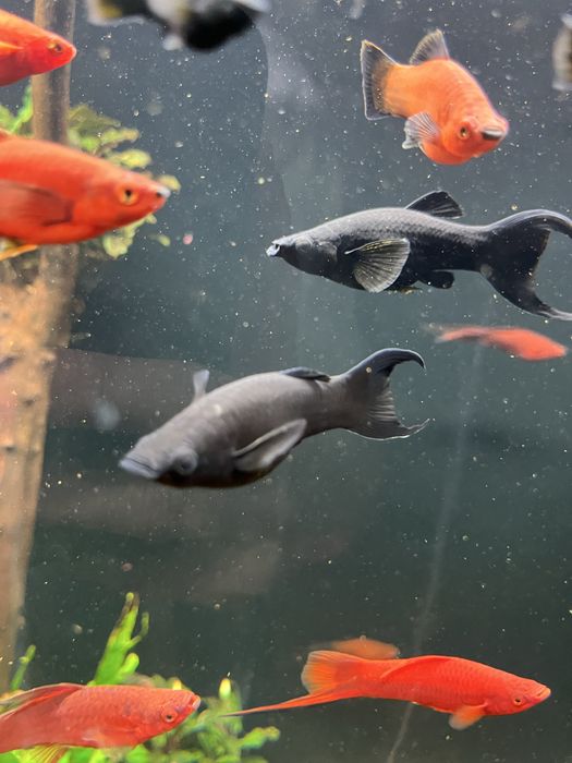 Molinezja księżycowa  4 sztuki + mlode