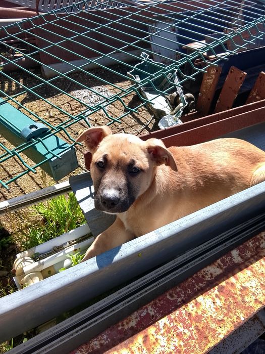 Cãezinhos para adoção responsável