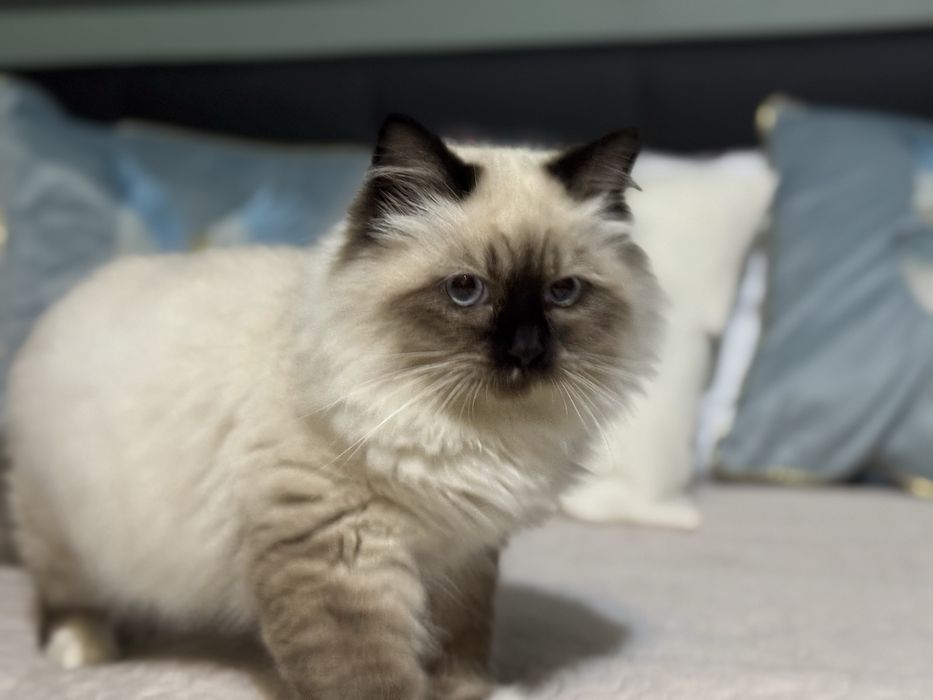 Kot syberyjski Neva Masquerade PZF/WCF .