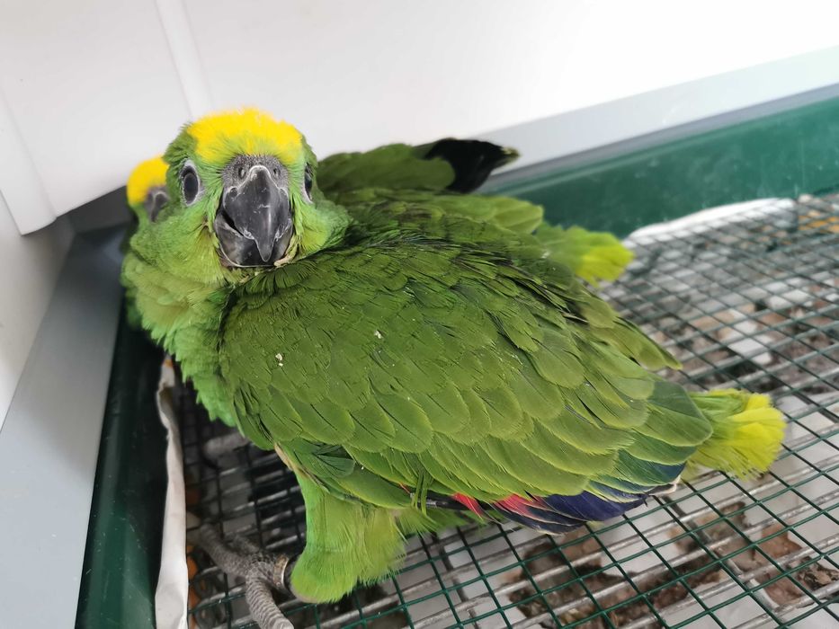 Papagaio amazona ochrocephala