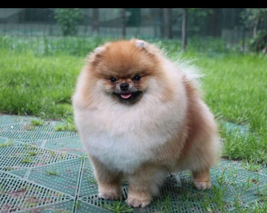 Шпiц цуценя КСУ .