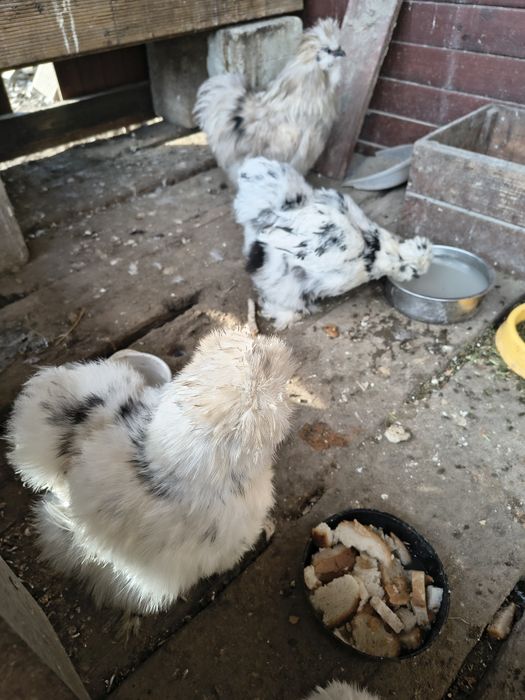 Jaja legowe kury silki, Silka paint, araukana bezogoniasta