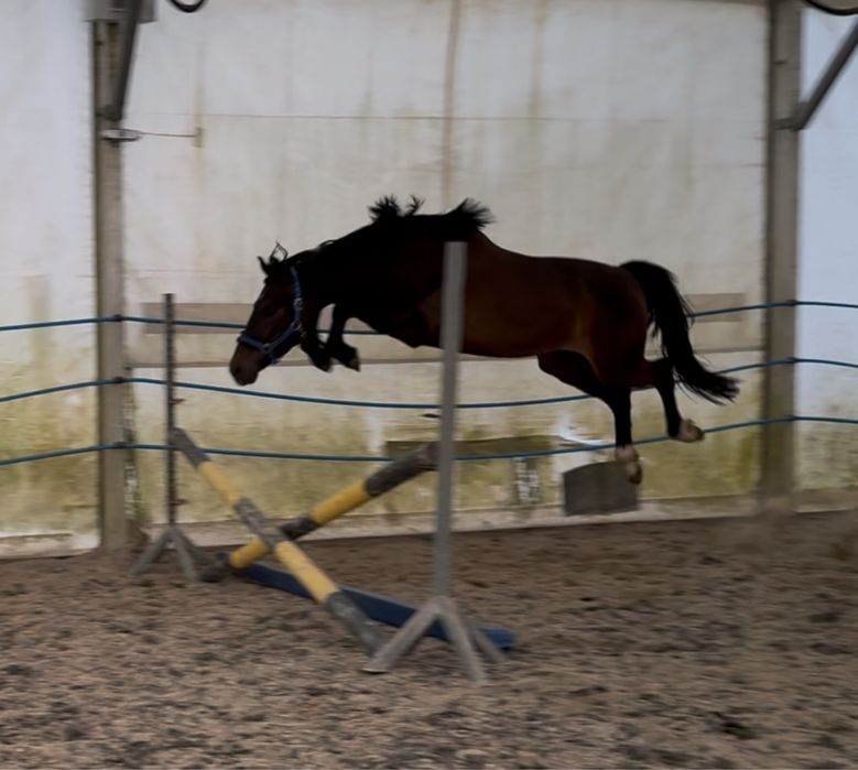 Ogierek Taloubet Z x Numero Uno 2023