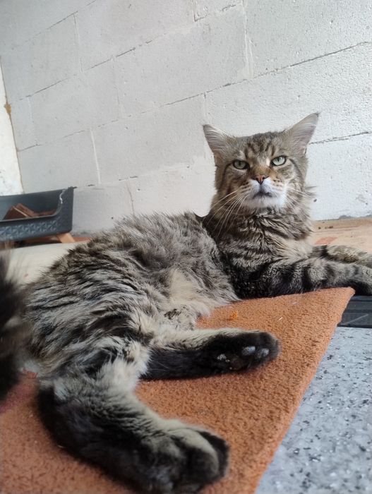 Big Boy szuka domu