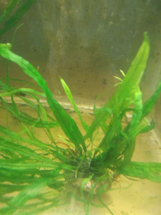 Аквариумные растения