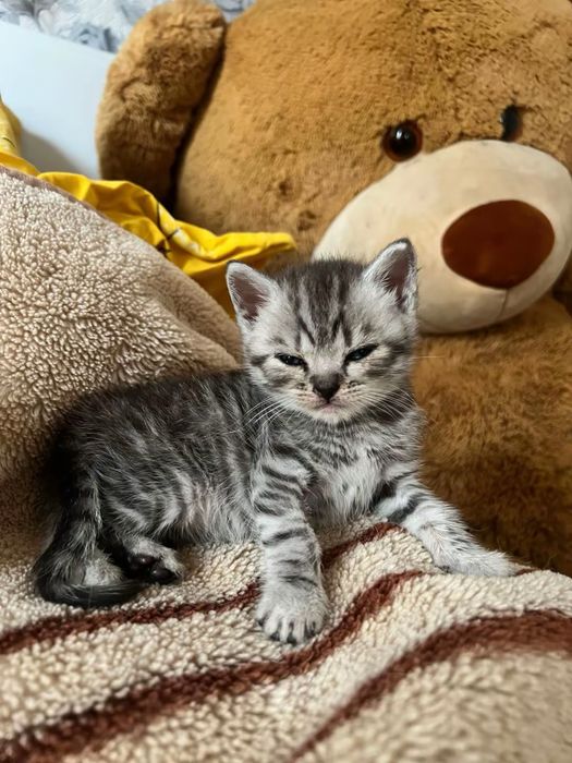 Шотландські коти
