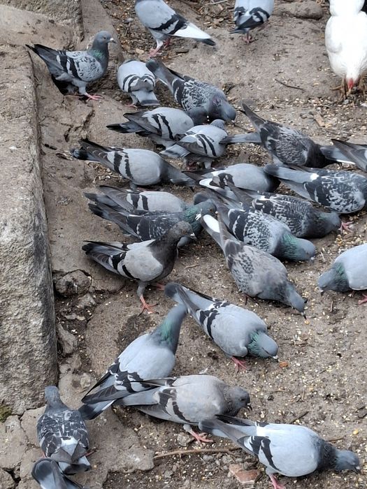 Vendo pombos adultos