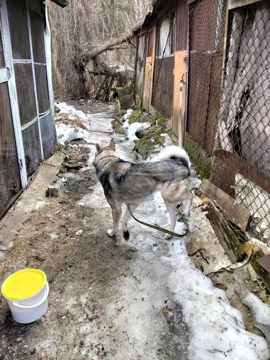 Західносибірска лайка