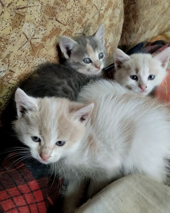 Отдам котят, мальчика и двух девочек