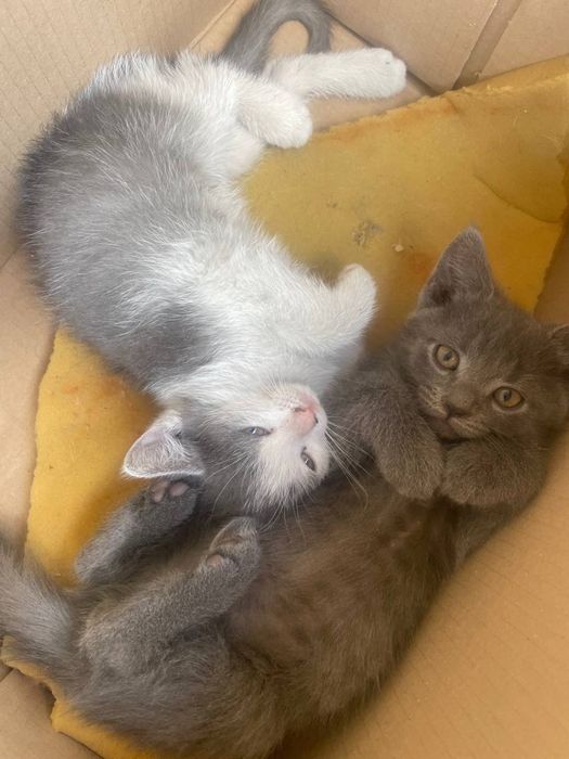 Відам безкоштовно коцю