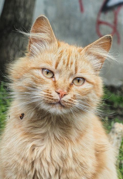 Обьектив M.Zuiko Olympus 12-40/2.8 Pro  micro 4/3 Panasonic под ремонт