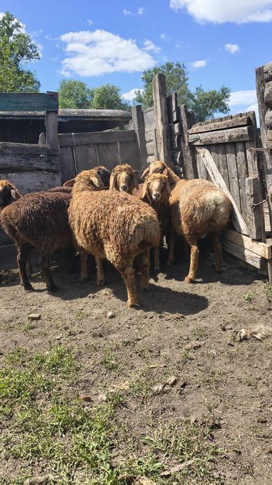 Продам молодняк курдючних баранів.