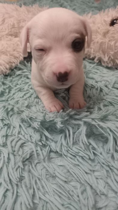 Щенки Джек Рассел