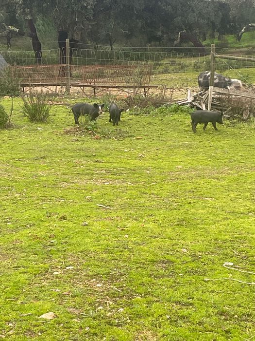 Leitoes para venda 4 meses