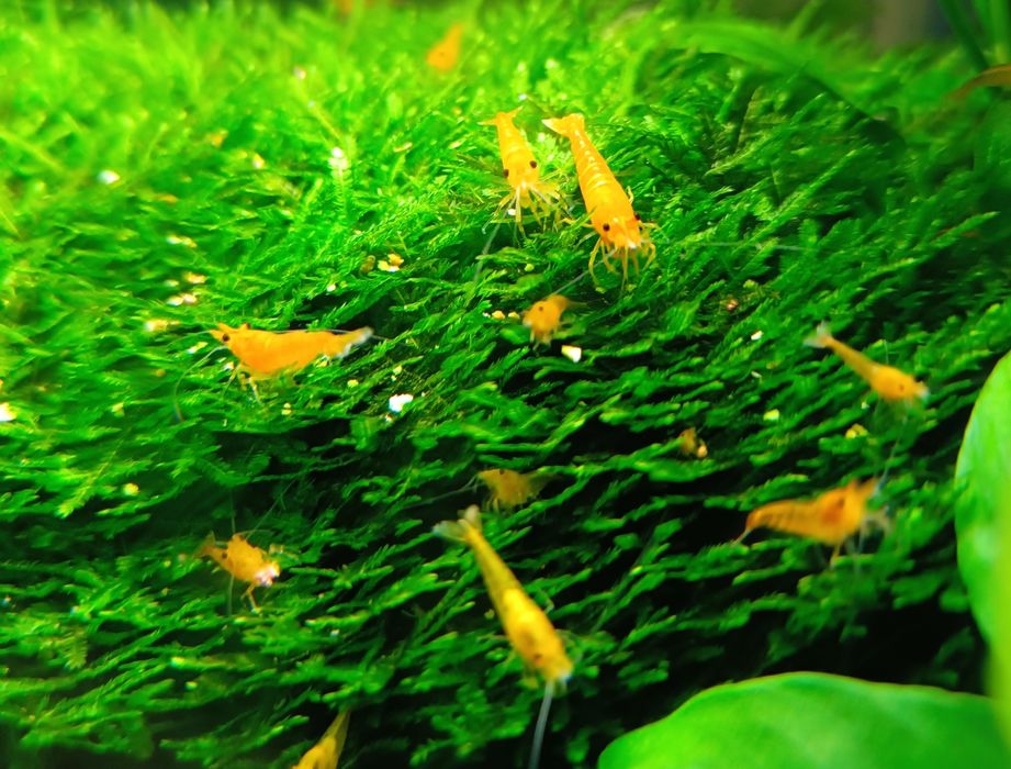 Креветка червона Сакура Чемпіон Red Fire та помаранчева Orange. Чиста