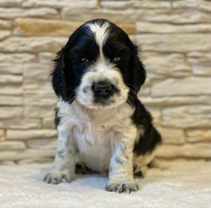 BROKAT Cocker Spaniel Angielski.REZERWACJA