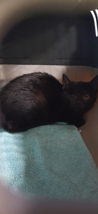 2 miesięczny kocurek do adopcji