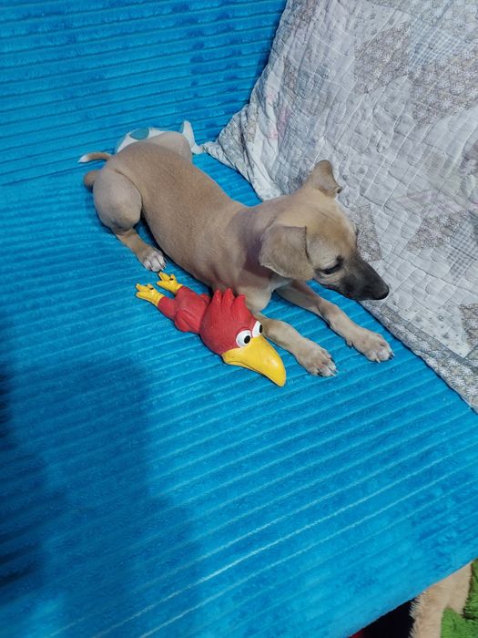 Chart Angielski Whippet suczka