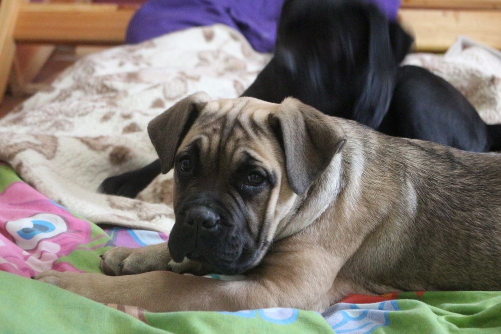 Cane Corso Płowa sunia