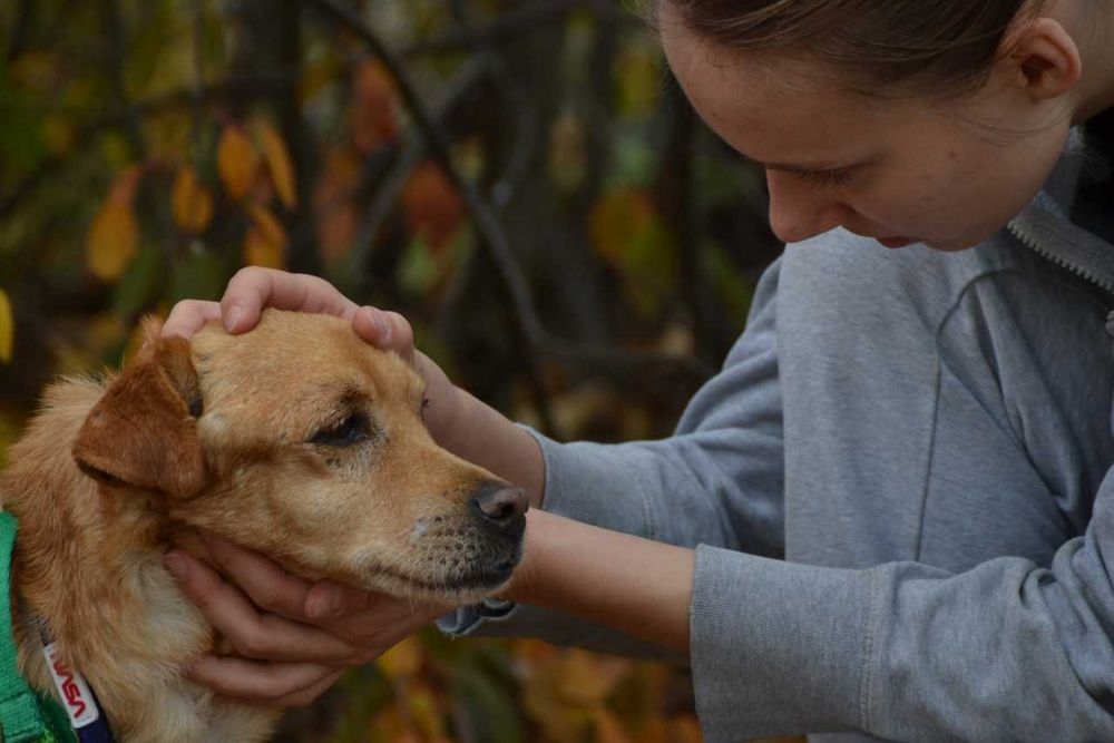Piortuś Pan - kochana, ciepła psia dusza, delikatny psiak do adopcji.