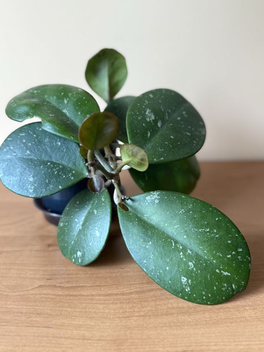 Hoya hoja obovata aktywnie rosnąca