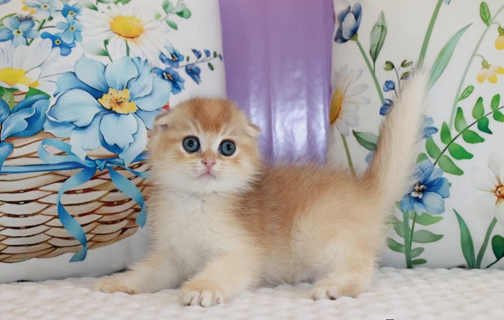 Мальчишка Scottish Fold