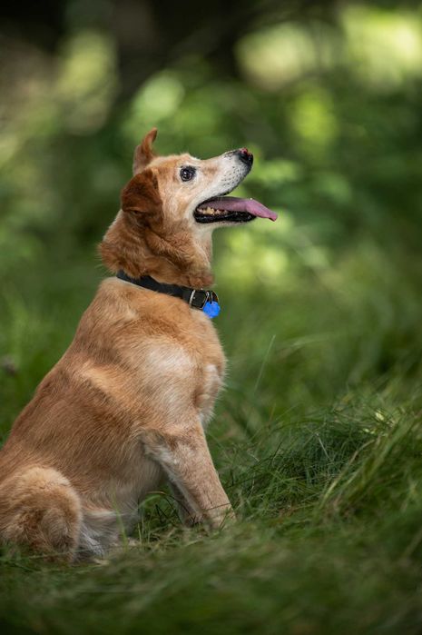 Nosek - pełen pozytywnej energii słodziak - do adopcji