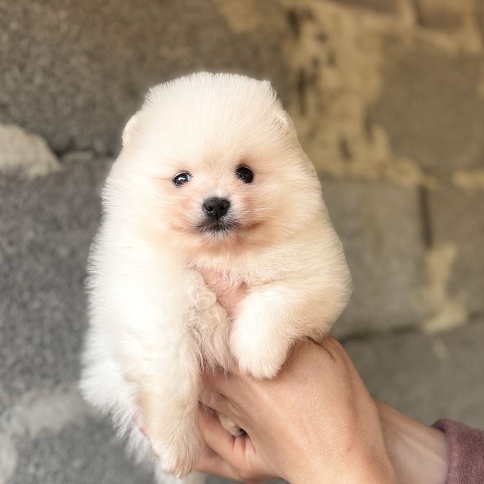 чудова дівчинка шоу классу