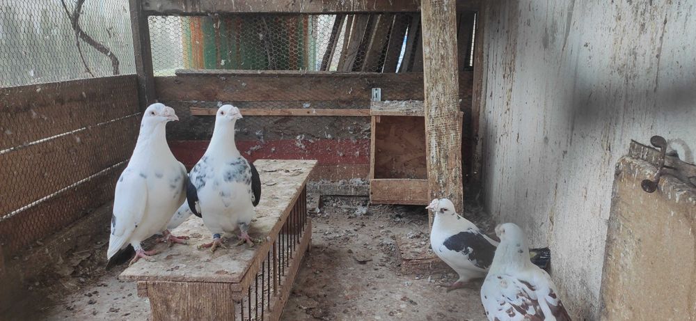 Gołębie Staropolskie